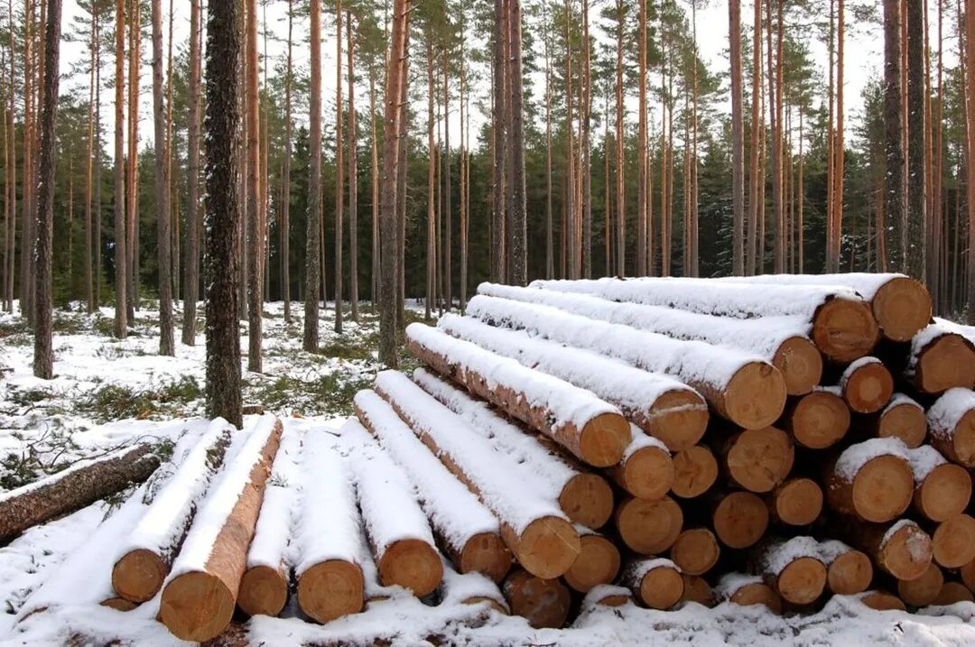 Что продавать из леса. Леса эстонии. эстония лес.