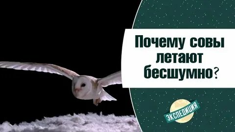 Бесшумно летают