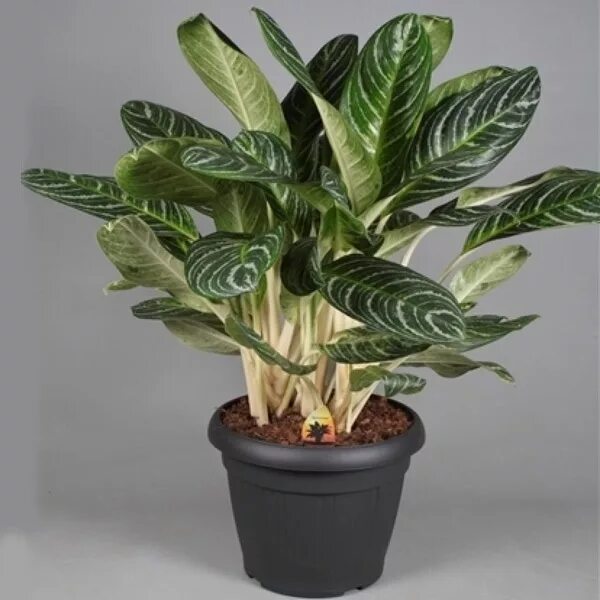 Аглаонема лайм. Aglaonema key lime. Аглаонема лайм. Аглаонема кей лайм. Аглаонема fln011.