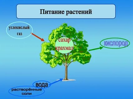 Растения 3 класс 21 век презентация