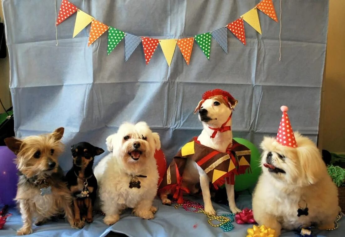 Кошечки собачки праздник урожая. Вечеринка собак. Собака с праздником. День собак. Украшения на собачий праздник.