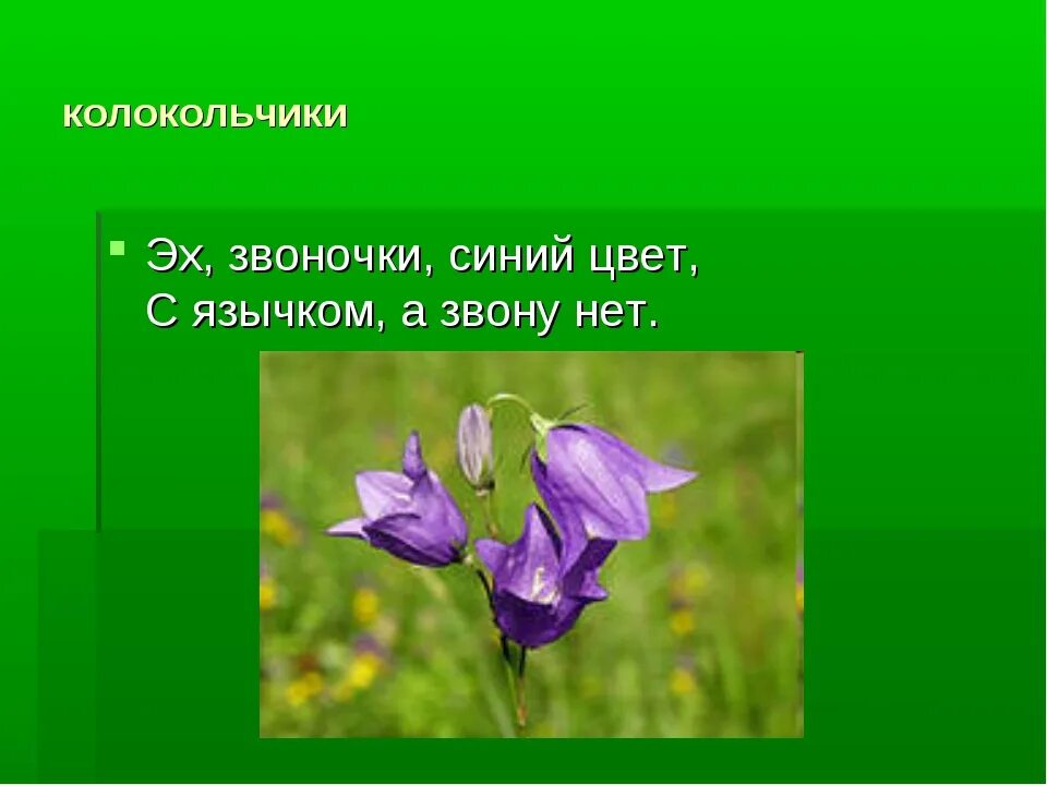 Стих про колокольчик. Загадка про колокольчик для детей. Загадка про колокольчик цветок для детей. Загадка про колокольчик цветок. Колокольчик окружающий мир