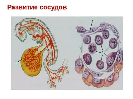Сосуды зародыша