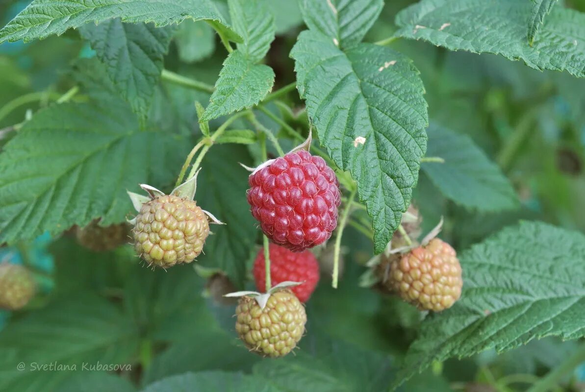 Малина обыкновенная (Rubus idaeus). Малина обыкновенная (Rubus idaeus l.). Малина обыкновенная Фармакогнозия. Малина обыкновенная ГФ. Малина обыкновенная кустарники