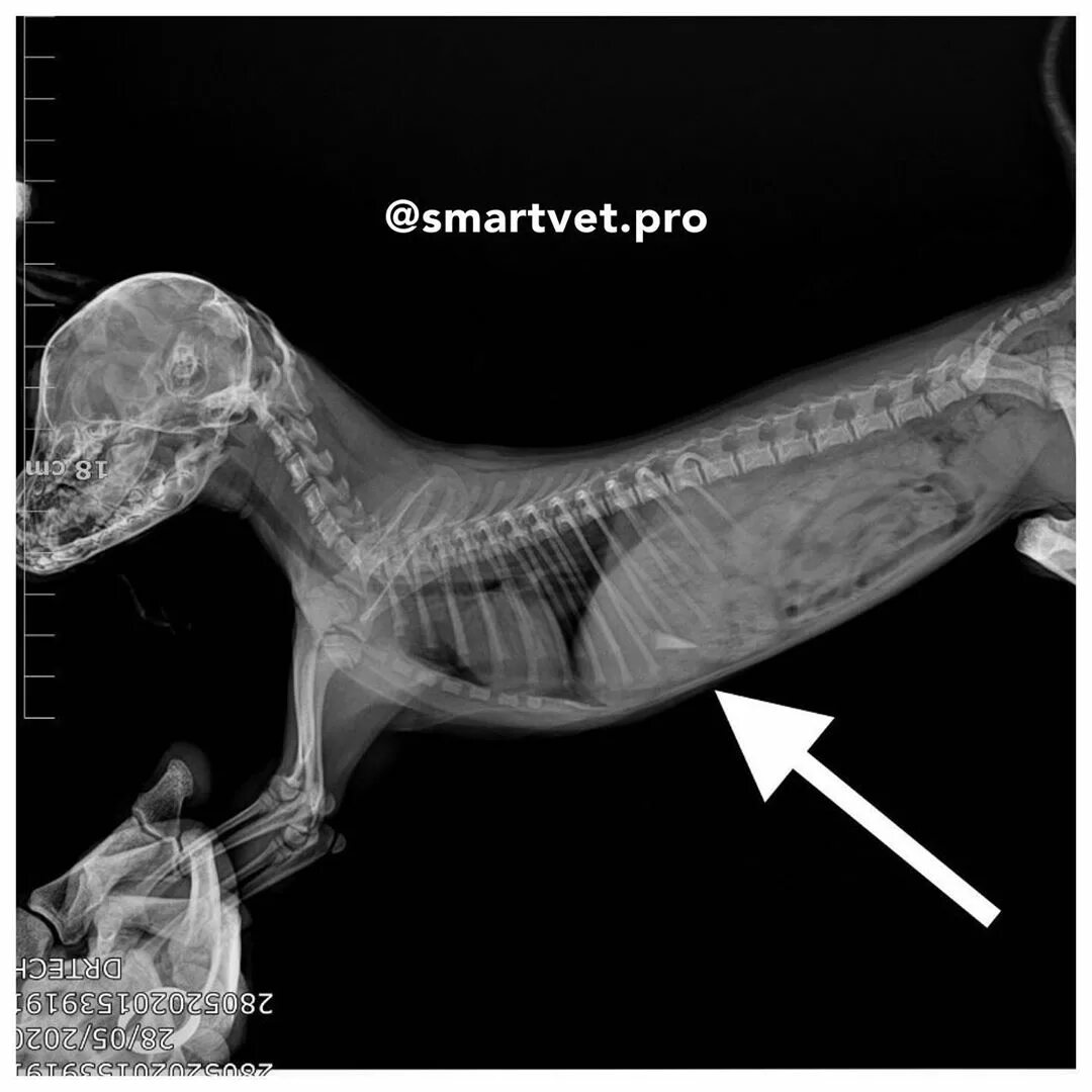 Собака съела носок. Кости в желудке собаки рентген. Рентген йоркширского терьера. Проги собака.