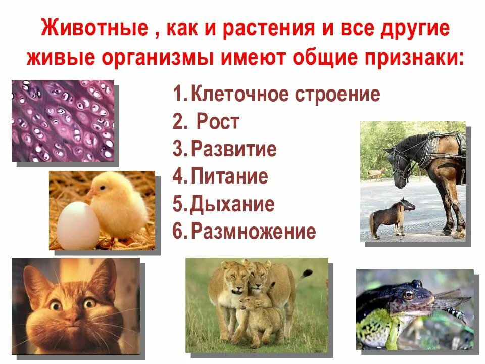 Наука о строении животных. Признаки животного. характерные особенности животных. живые организмы животные. общие признаки животных и растений.