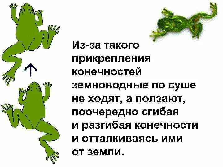 Конечности земноводных и их функции. Пятипалые конечности у амфибий. класс земноводные конечности. какие конечности у земноводных. конечности земноводных имеют.