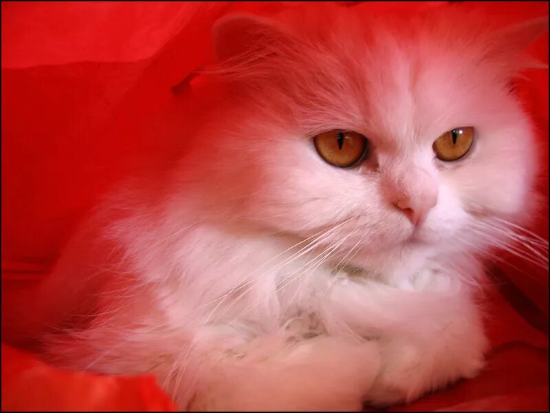 Cats me red. Красная кошка. Светло красные коты. Красная кошка Живая. Красивые красные кошечки.
