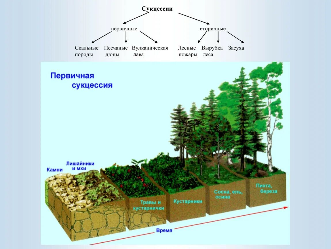 Этапы смены растительного сообщества. Смена растительных сообществ. Первичная сукцессия. Причины смены природных сообществ. Экологическая сукцессия.