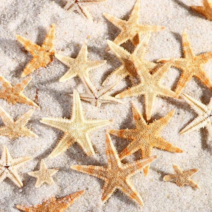 Морская звезда. Круглая морская звезда. Сушеная морская звезда. Ткань с морскими звездами.