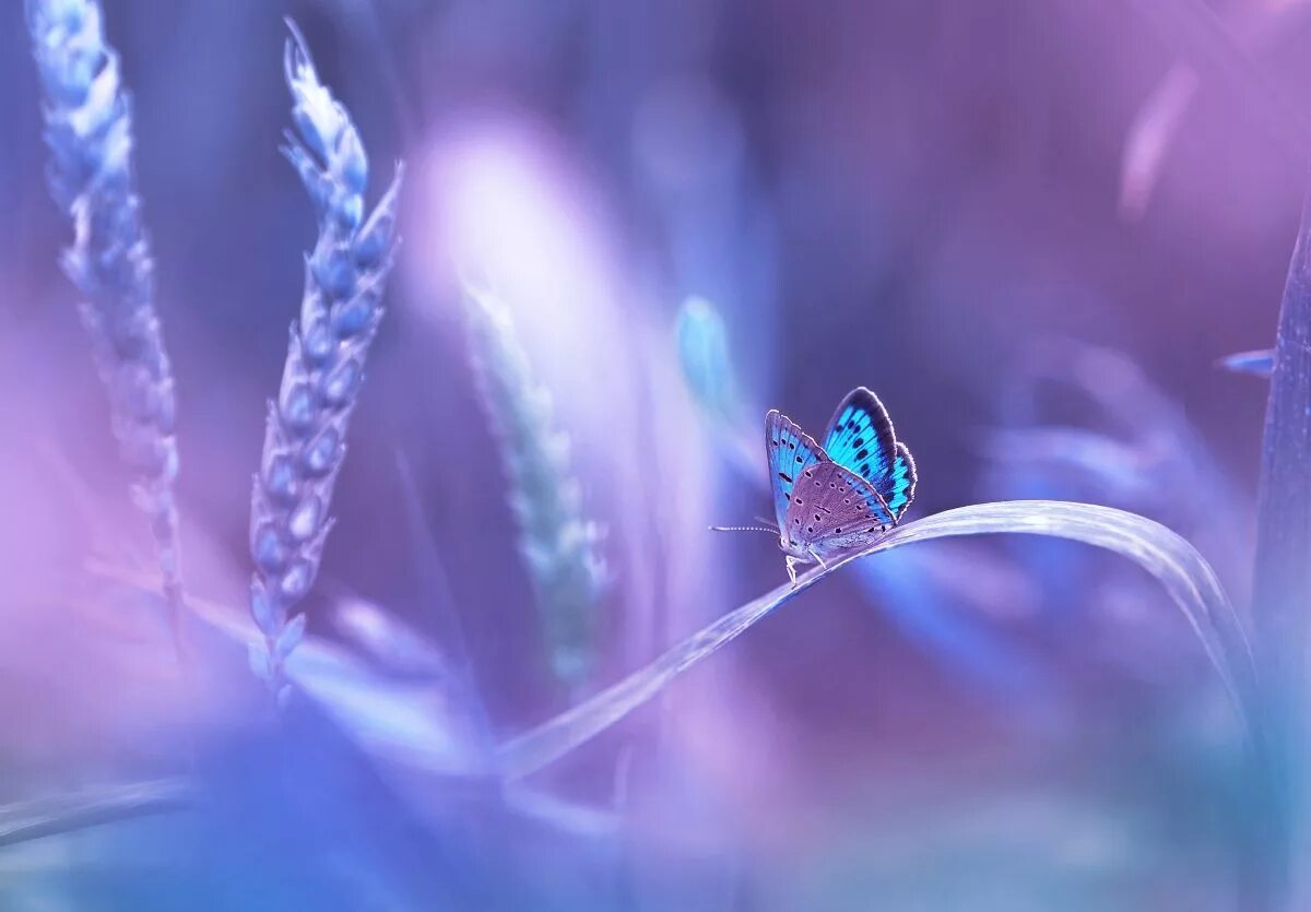 Розово голубая бабочка. Волшебные бабочки. Бабочка Макросъемка. Нежные бабочки. Голубая бабочка.