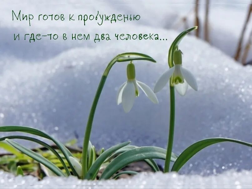 Первоцветы пролеска снег. Подснежники в снегу. Первоцветы в снегу. Подснежники зимой. Читать и смотрели пролески сквозь снег