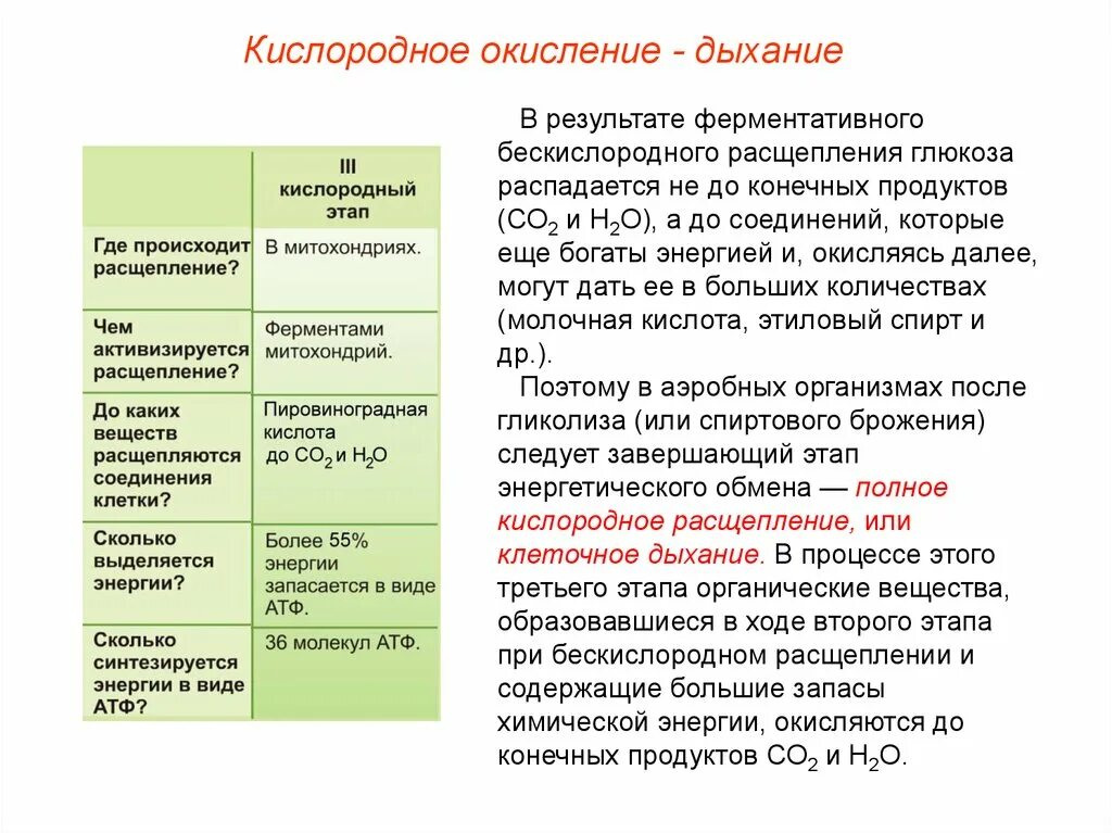 Атф запасается в клетках. Процессы энергетического обмена. Этапы энергетического обмена гликолиз и окисление Глюкозы. Этапы энергетического обмена веществ. Аэробный этап энергетического обмена процессы.