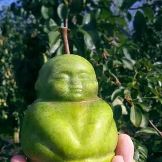 Расти большой груша