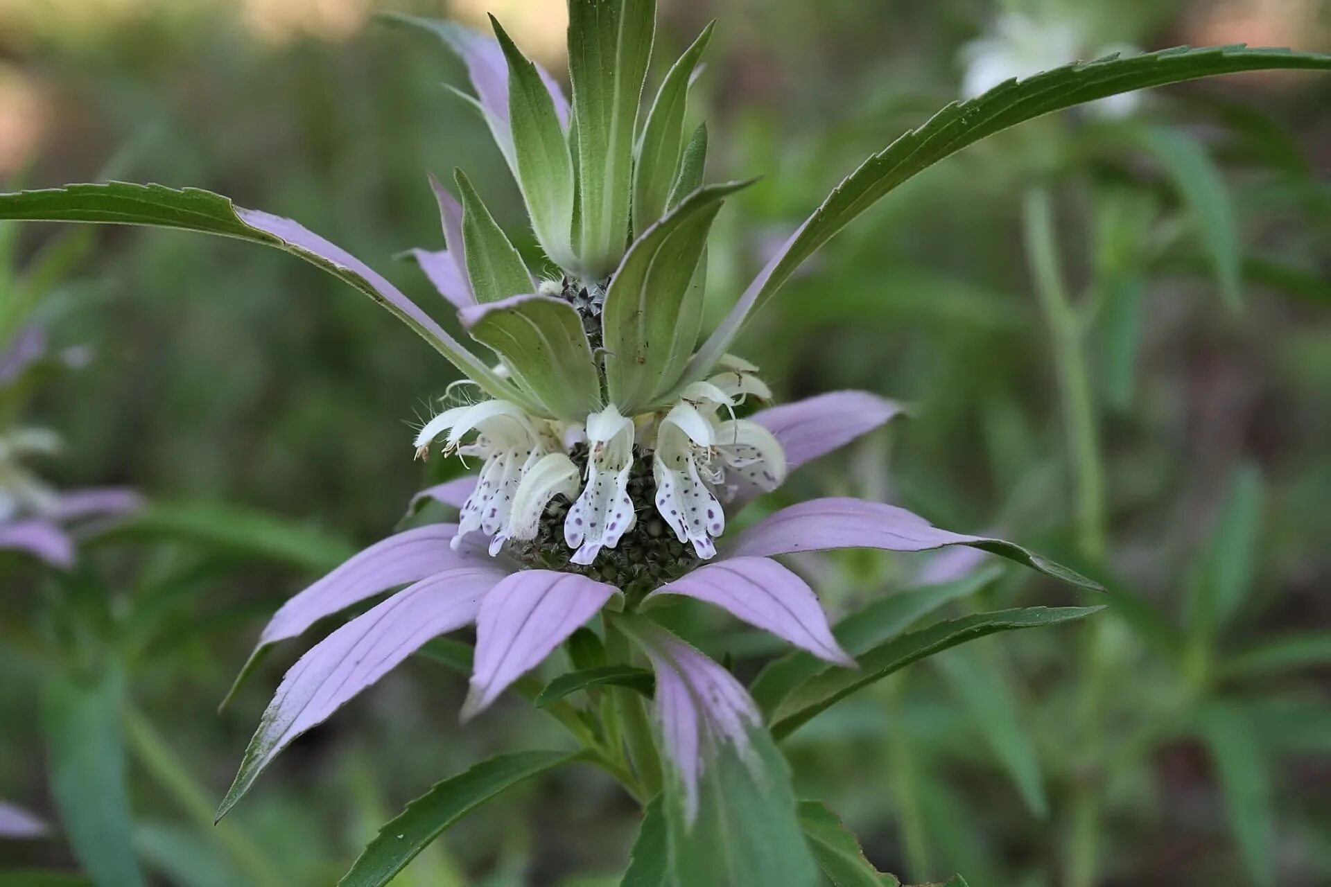 Бергамот как пахнет. Монарда. Monarda punctata. Монарда двойчатая. Бергамот куст.