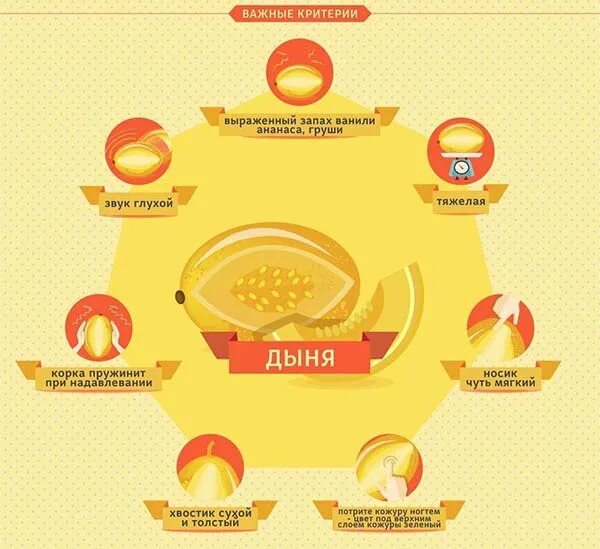 Как выбрать дыню. Как выбрать спелую дыню. как выбрать сладкую дыню. какмвыбрать спеоую дыню.