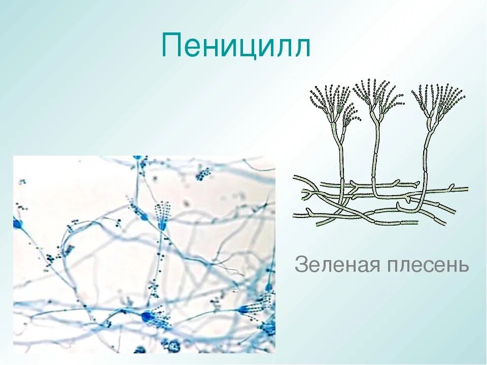 Мукор пеницилл аспергилл. Плесень мукор. Пеницилл и аспергилл. Плесневый гриб пеницилл строение.