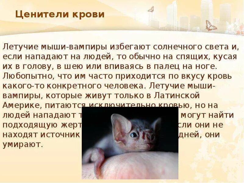Блокада ленинграда крысы. Правда ли что мыши приносят только вред. Питание крыс. Эксперимент с чипсами и крысами. Правда ли что мыши приносят только вред.