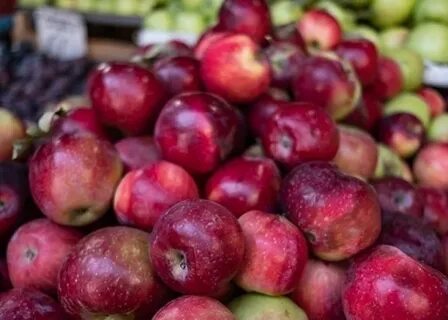 Сорт яблони кубанская багряная