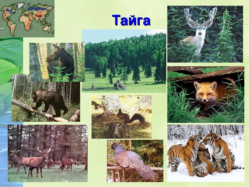 Животные природных зон 4 класс. Обитатели природных зон России Тайга. Животный мир тайги. Тайга животные и растения. Растительный и животный мир тайги.