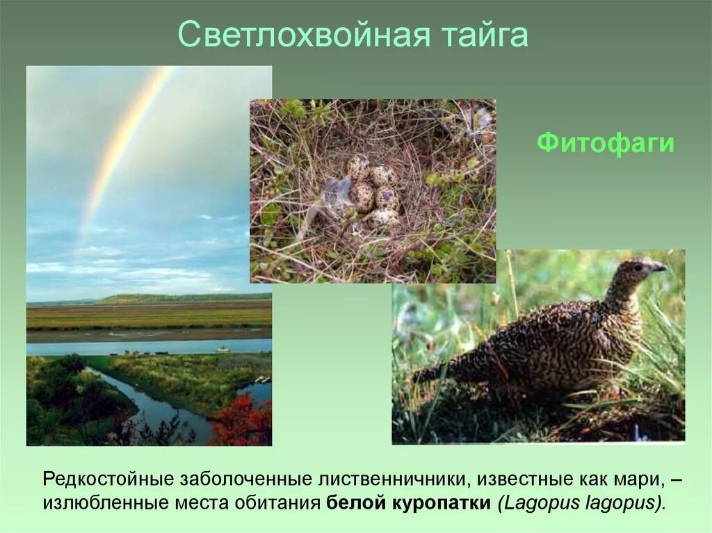 Животные светлохвойной тайги. Светлохвойная тайга. Темнохвойная тайга западной сибири. Светлохвойная тайга это в географии. Светлохвойные лиственничные леса животные.