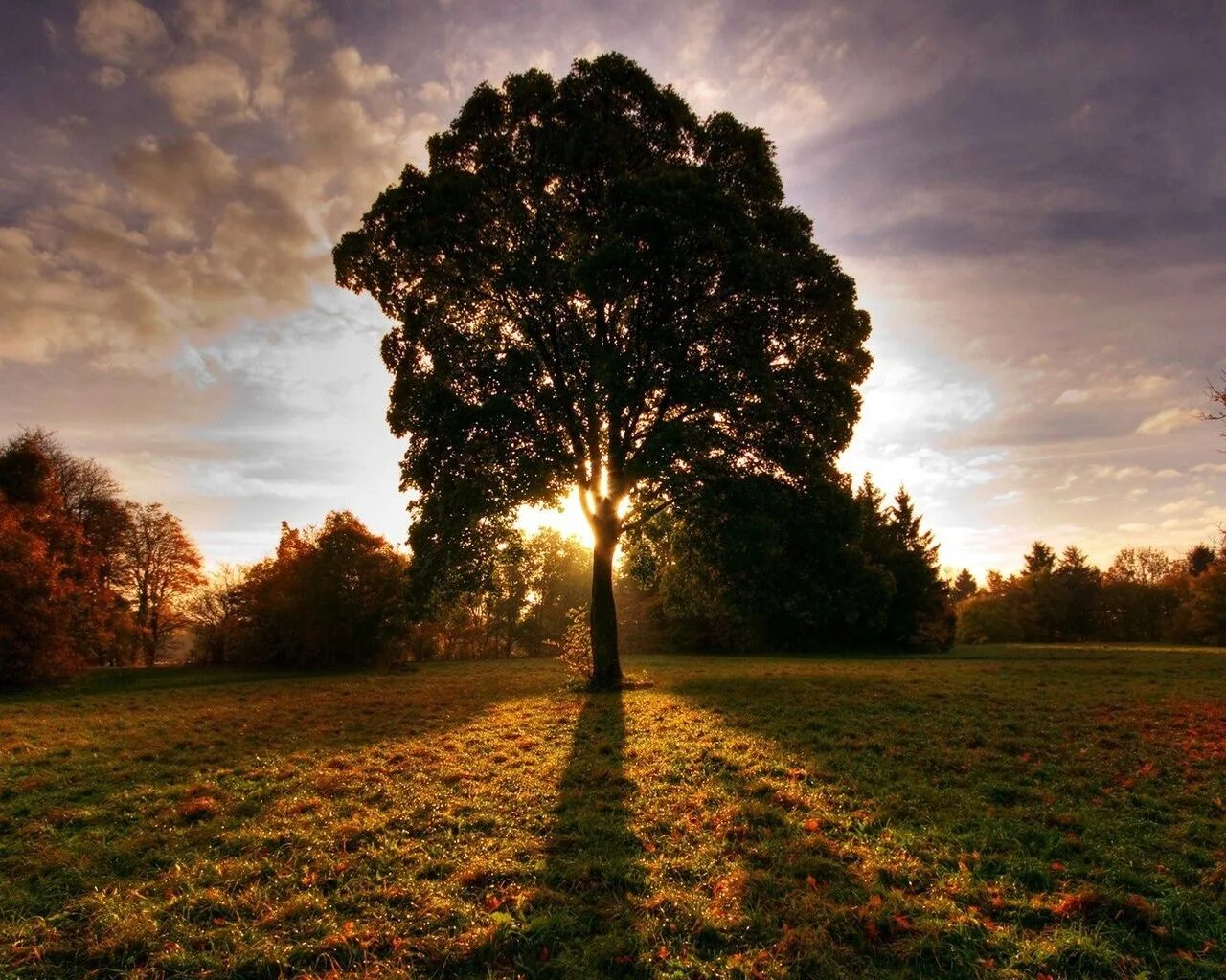 Красивое дерево. Дерево солнце. Тень дерева. Дерево в поле.