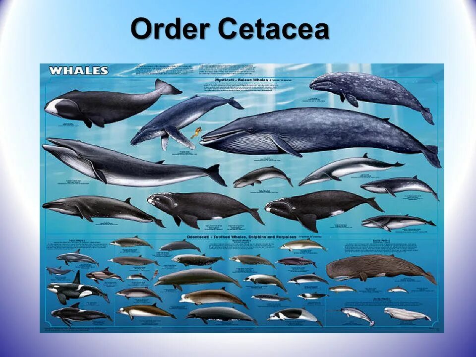 Млекопитающие птицы рыбы. Млекопитающие рыбы. Строение морских млекопитающих. Морские млекопитающие. Морские млекопитающие названия.