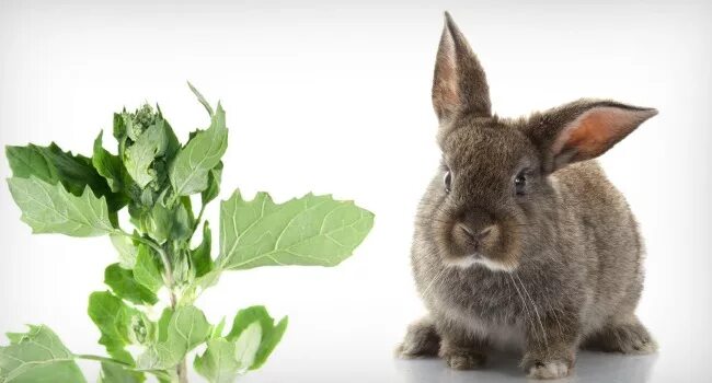 Можно ли кроликам редиску. Лебеда для кроликов. Кролик в траве. Трава лебеда для кроликов. Кролик в редиске.