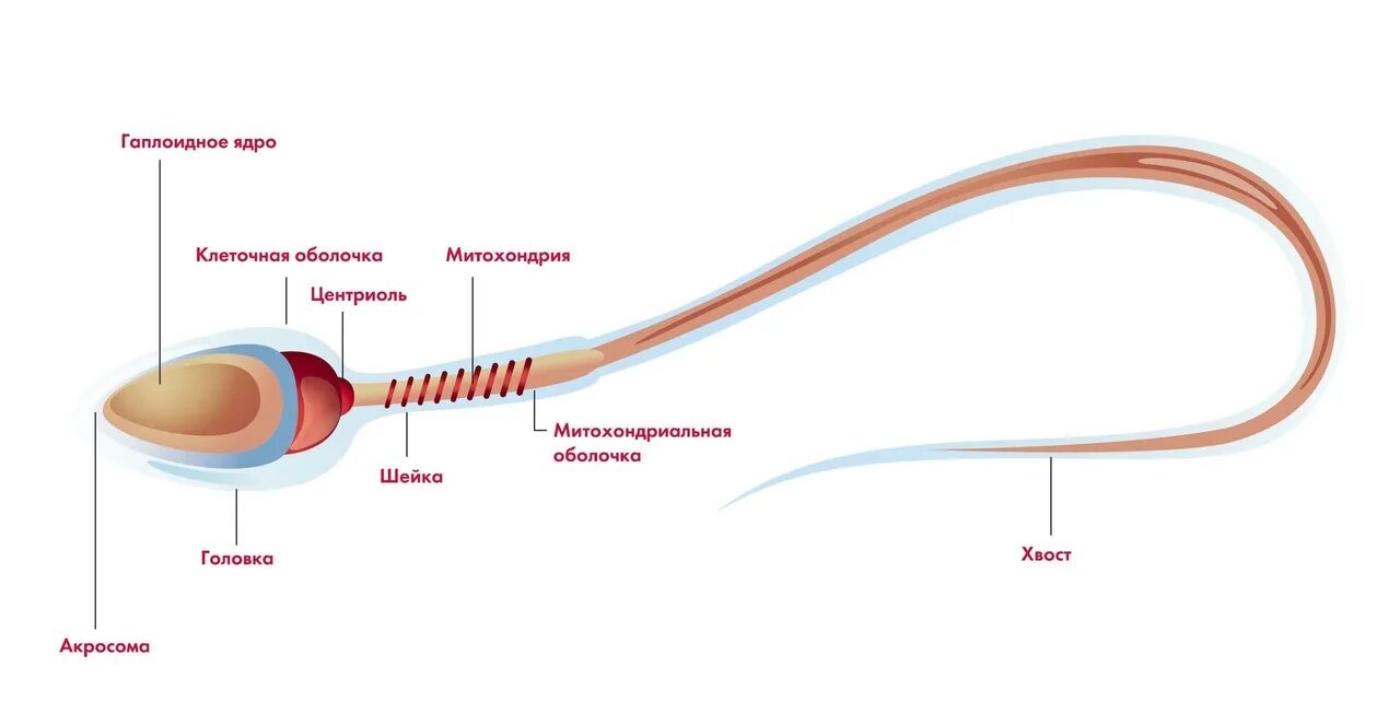 Подвижная мужская половая клетка. Митохондрии в сперматозоиде. Акросома сперматозоида. Спиральная митохондрия сперматоз. Шейка сперматозоида митохондрия.