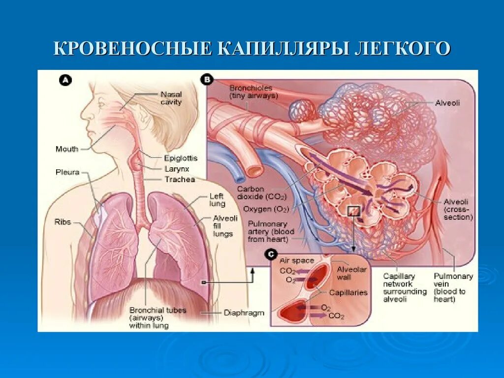 Primary system. Дыхательная система человека. Анатомия и физиология органов дыхания. Respiratory System. Functions of the Respiratory System.