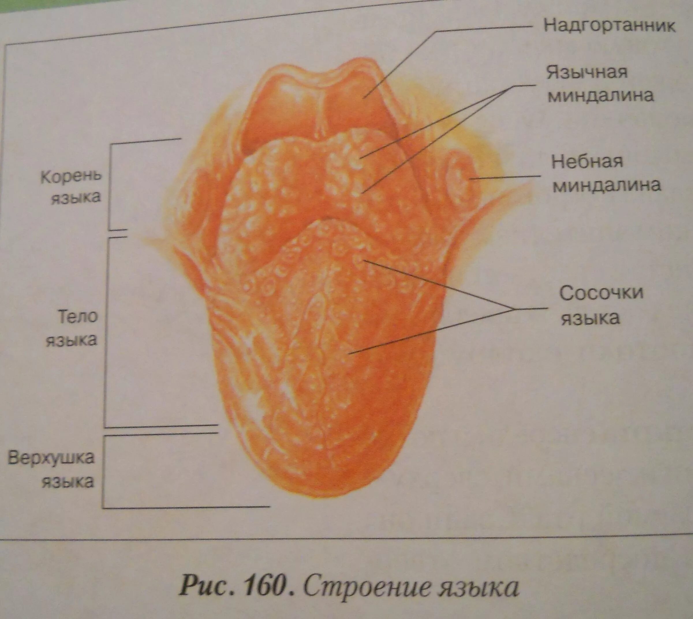 Части языка человека