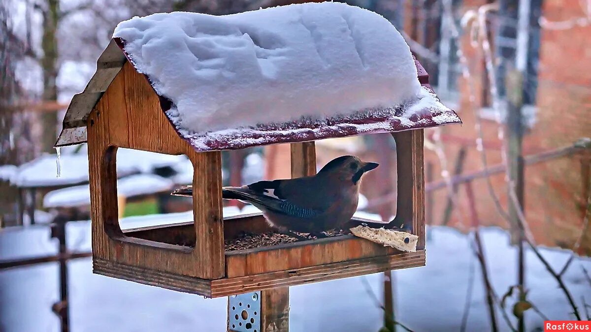 почему на кормушке был снег