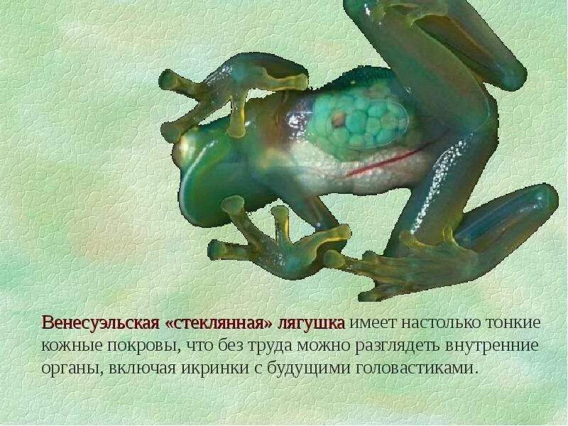Интересные факты о лягушках. Факты о лягушках. удивительные факты о лягушках. интересные факты о лягушках для детей 3 класса. интересные факты о земноводных.