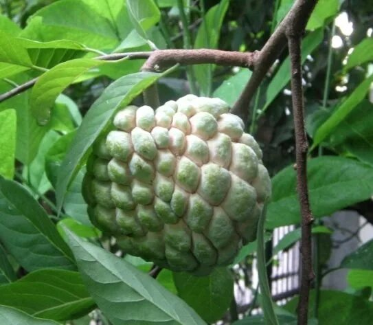 Фрукт рода аннона. Аннона сквамоза. Аннона Коника Annona conica. Растение Annona squamosa. Аннона сквамоза морозостойкая.