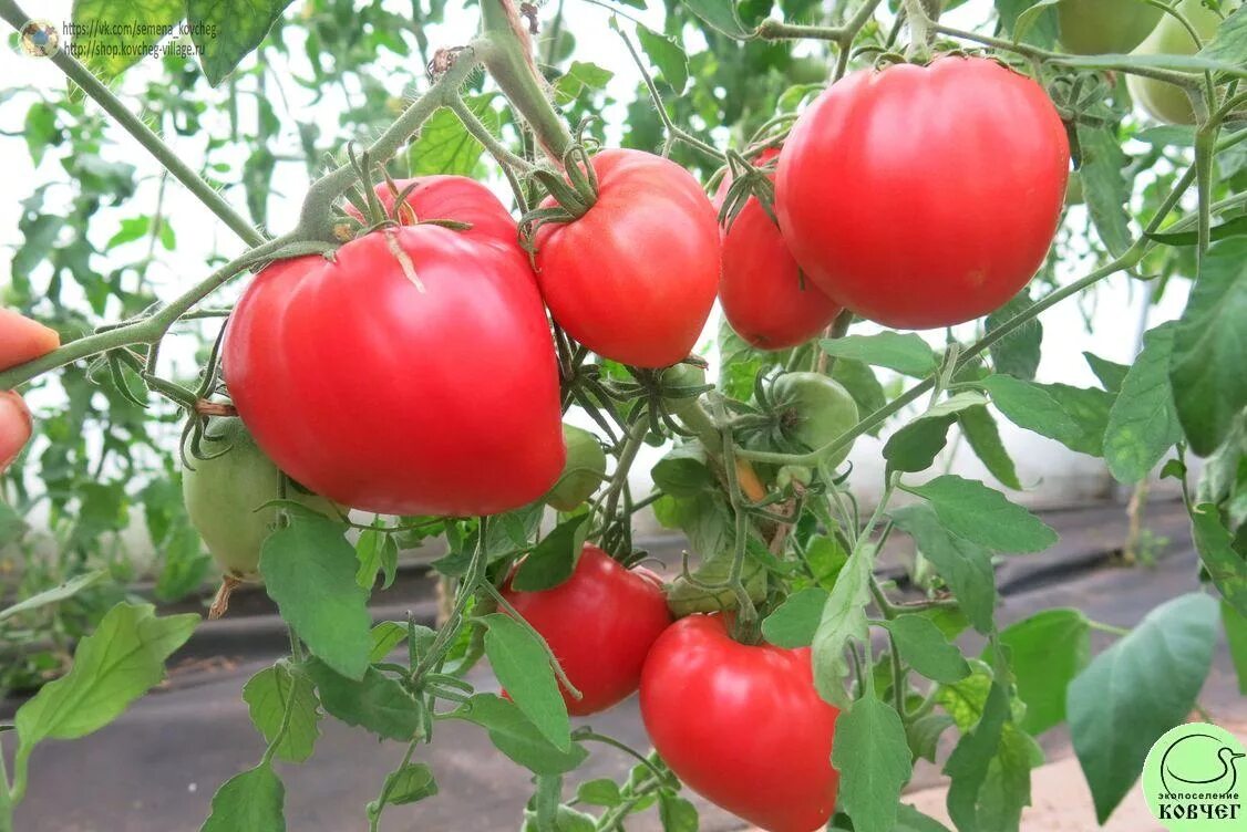 томат сибирский тяжеловес описание. тяжеловес сибири. томат сибирский тяжеловес. тяжеловес сибири. томат тяжеловес сибири 20шт (сиб.