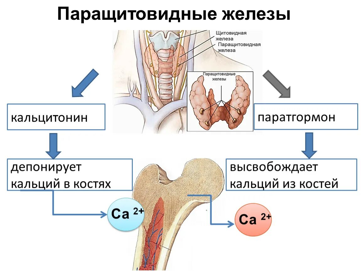 Функция паращитовидной железы гормона паратгормон. Функции гормонов щитовидный и паращитовидной железы.. Гормон щитовидной железы регулирующий уровень кальция в крови. Функции паратгормона паращитовидной железы.