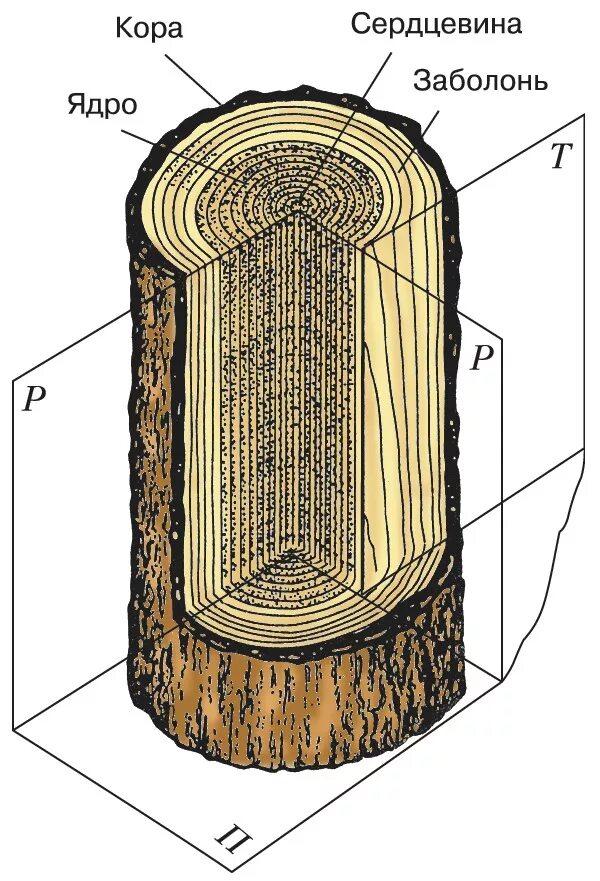 Поперечный и продольный срез. Строение поперечного среза древесного ствола. Поперечный радиальный тангентальный разрез древесины. Тангенциальный радиальный и поперечный срез. Тангентальный радиальный поперечный срез.