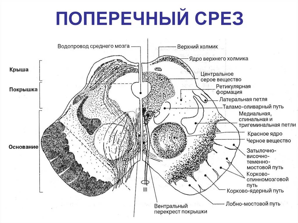 Срез психология. Красное ядро на разрезе среднего мозга. Строение среднего мозга поперечный разрез. Внутреннее строение среднего мозга черная Су. Ядра мозжечка схема анатомия.