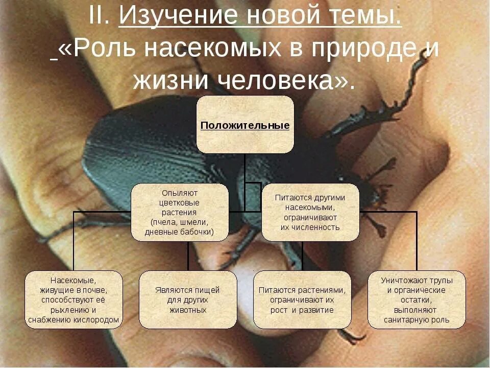 Жизнь растений том 3. Роль насекомых в жизни. Роль насекомых в природе. Роль насекомых в природе и жизни человека. Ролл насекомых в природе.