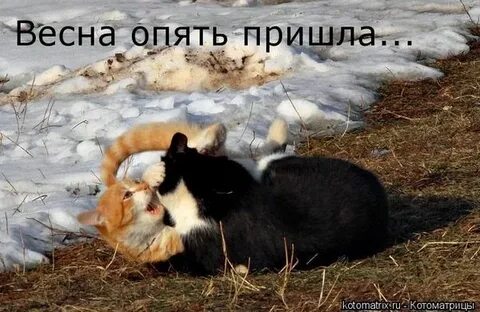 Опять прислала