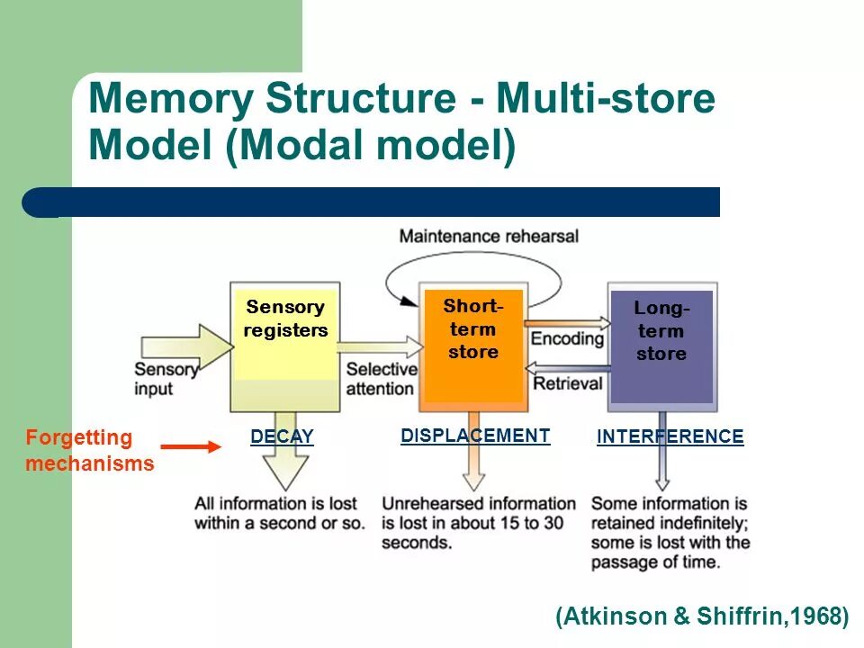 Multi Store model. Модель SSDL. Multi-Store model of Memory. Mems структура. Models store