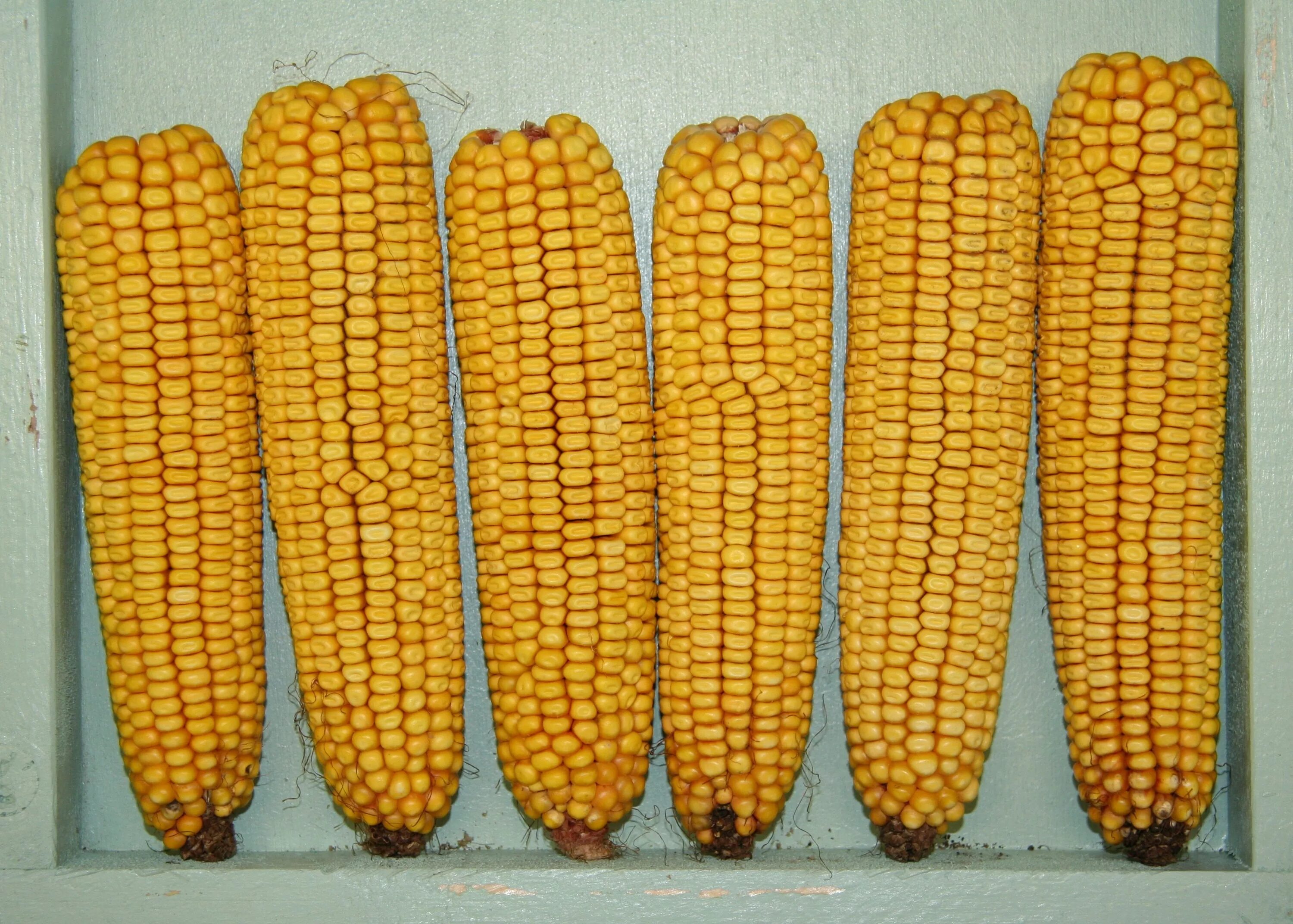 Кукуруза - Zea Mays. Зубовидная кукуруза (Zea Mays indentata). Сорт кукурузы Маис. Кремнистая кукуруза сорта. Mays corn