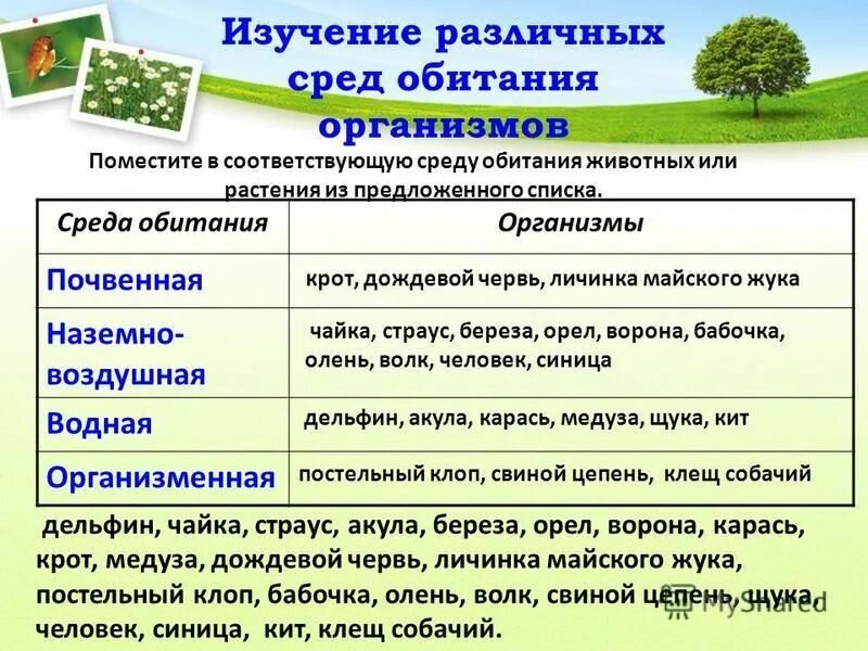 Среды обитания организмов. Организмы обитающие в различных средах. Изучить различные среды обитания.