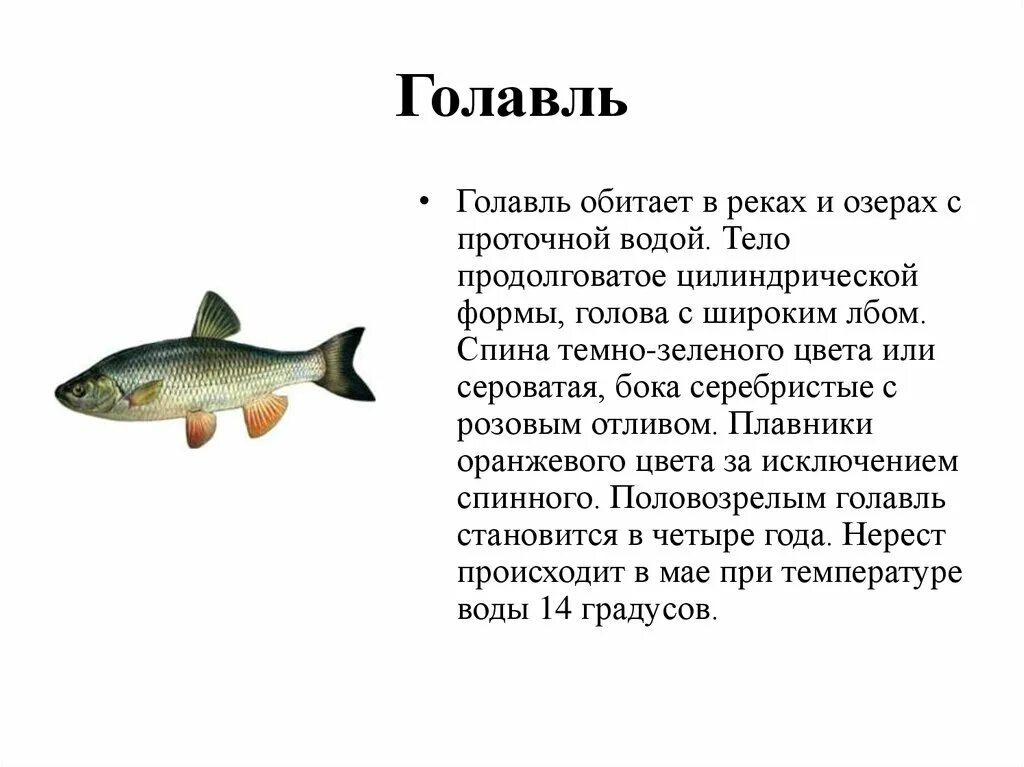 Рыба которая водится в озерах. Голавль рыба рассказ. Рыбы обитающие в пресной воде. Рыбы которые обитают в пресных водоемах. Рыбы обитающие в Озерах.