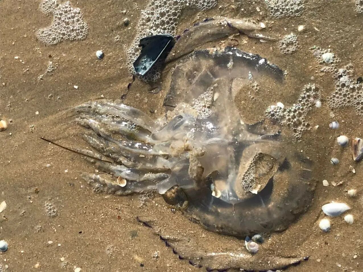 Азовские медузы. Медузы корнероты в Азовском. Корнероты в Азовском море. Медузы корнероты в Азовском море. Опасные медузы в Азовском море.