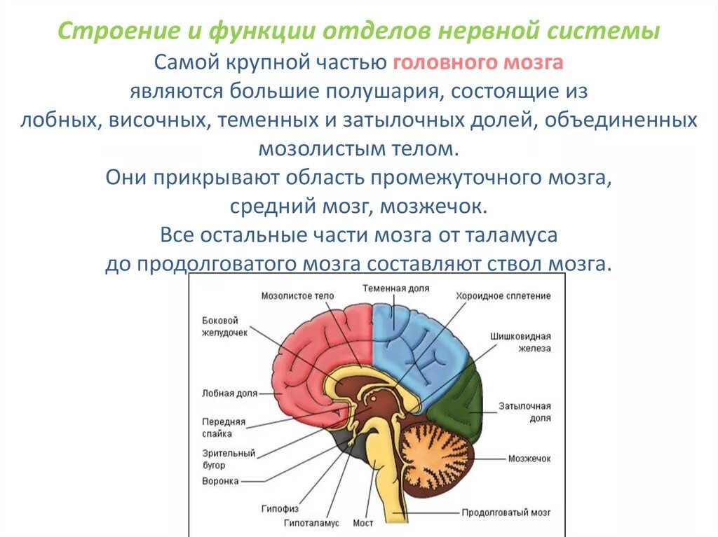 Отделы головного мозга и их функции