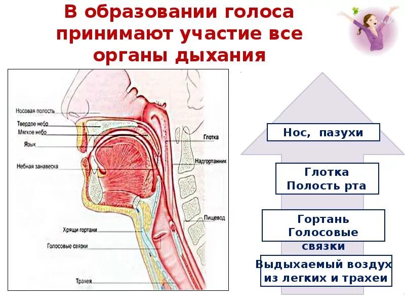 Образование звуков языка. Строение голосового аппарата связки. Строение голосового а́ппа. Схема голосового аппарата. Голосовой аппарат.