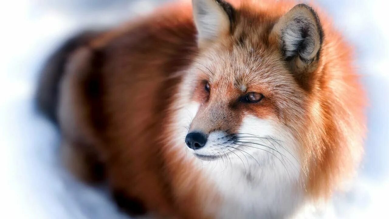 Lighting fox