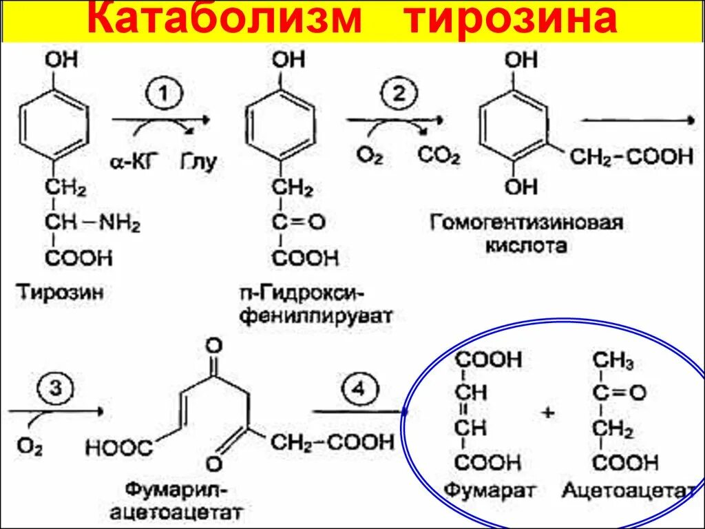 Фенилаланин биохимия. Катаболизм тирозина в печени. Схема превращения тирозина. Катаболизм тирозина схема. Метаболизм тирозина биохимия.