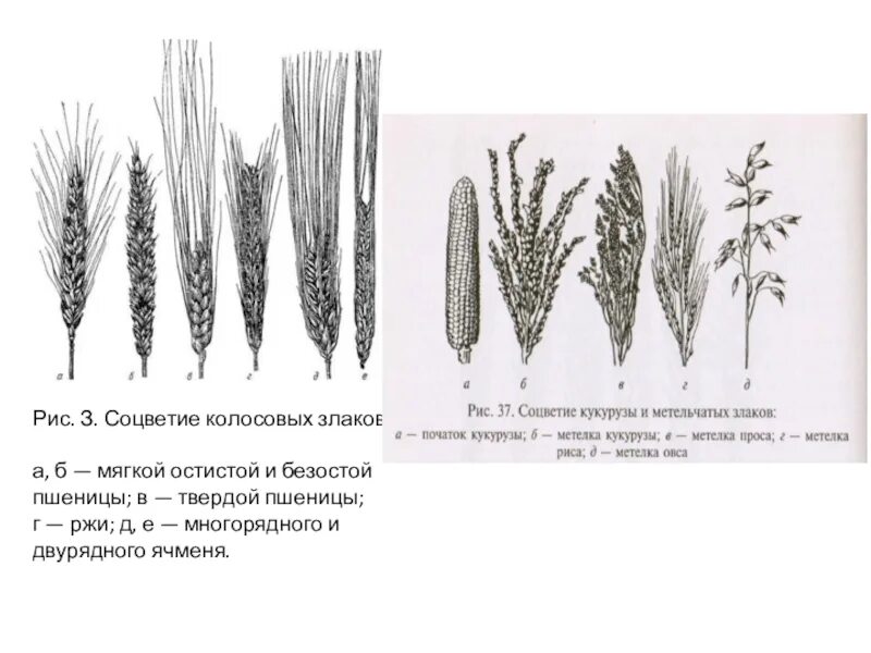 Овес схема. Схема соцветия ячменя. Соцветие пшеницы ржи ячменя. Колос структура двурядный ячмень. Поперечное сечение Колоса многорядного ячменя.